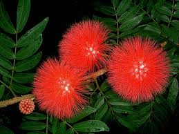 Calliandra (Kalliandra)